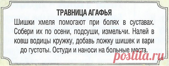 Шишки хмеля при болях в суставах