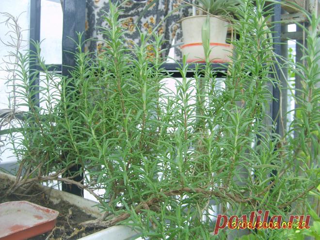 РОЗМАРИН лекарственный (Rosmarunus officinalis L.) - вечнозелёный кустарник. Комнатное. Пряность. Укрепляет нервы и расширяет сосуды, повышает давление, исчезает половая слабость, повышает выделение желудочного сока, мочегонное, тонизирующее при упадке сил, астма, диабет, инфаркт миокарда, ревматические боли.