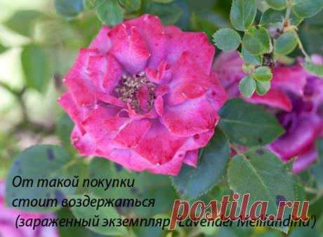 Черная пятнистость розы на Supersadovnik.ru