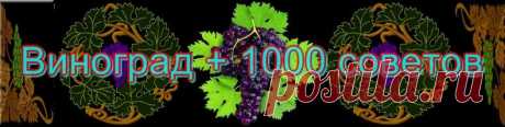 Всё о винограде - виноградарство, сорта винограда, виноделие - ВИНОГРАД + 1000 СОВЕТОВ