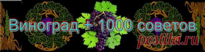 Всё о винограде - виноградарство, сорта винограда, виноделие - ВИНОГРАД + 1000 СОВЕТОВ
