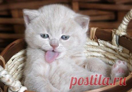Наши домашние забавные и любимые животные!
Они такие разные, но доставляют нам свою частичку радости и любви!
Предлагаю интересную работу на дому, через интернет. Можно совмещать с основной работой, с декретным отпуском, с учебой.
Присоединяйтесь!