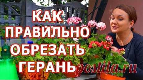 Как обрезать герань на зиму. Осенняя обрезка пеларгонии.