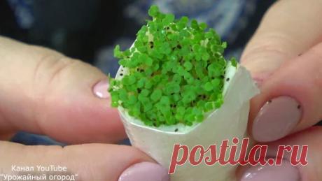 Дачные дела...) - Google+
