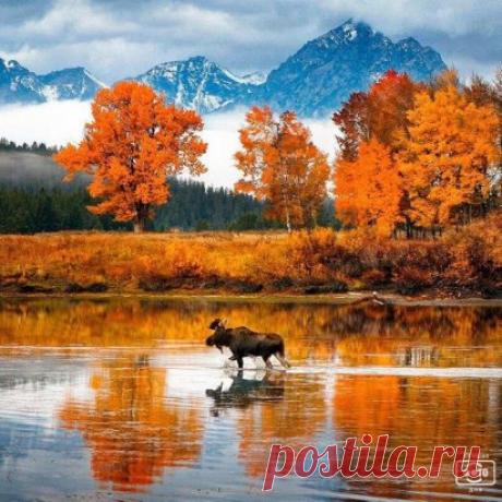 Лось, бредущий по озеру...