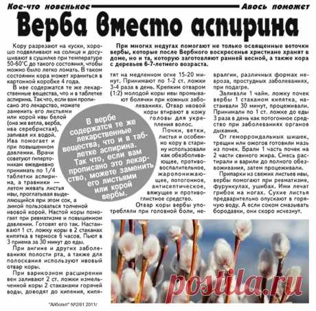 Ива (верба) вместо аспирина