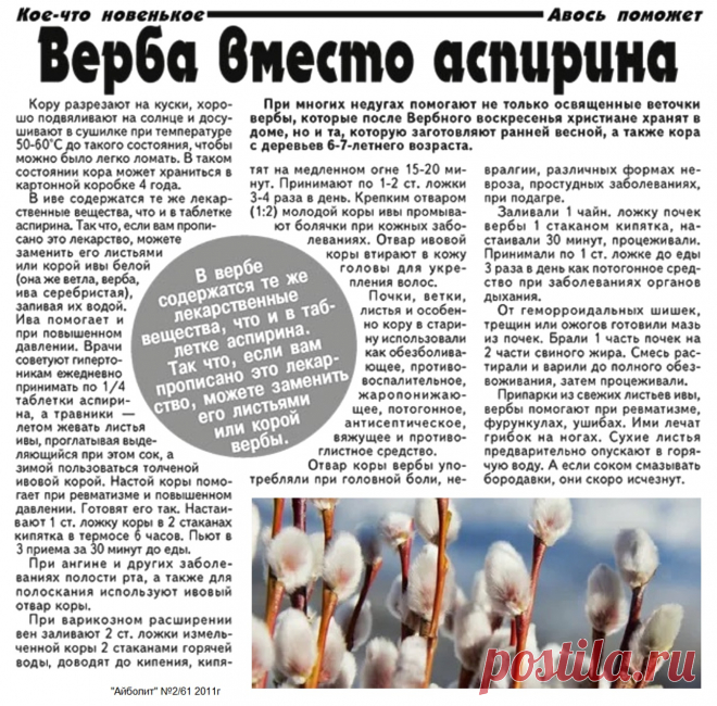 Ива (верба) вместо аспирина