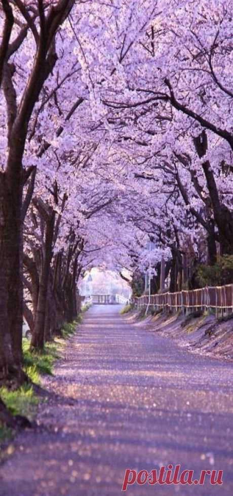 Path, Cherry Blossoms, Kyoto, Japan Travels | Pinterest • Всемирный каталог идей