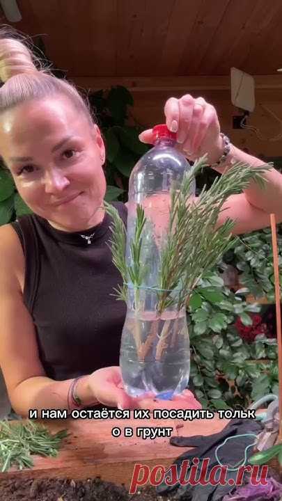 Куст розмарина дома за 100 рублейПри высадке черенков, закрываю их пакетом, чтобы быстрей прижились и не засохли.#дачнаяжизнь #розмарин #дача #огород #сад #н...