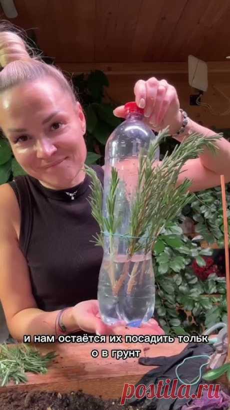 Куст розмарина дома за 100 рублейПри высадке черенков, закрываю их пакетом, чтобы быстрей прижились и не засохли.#дачнаяжизнь #розмарин #дача #огород #сад #н...