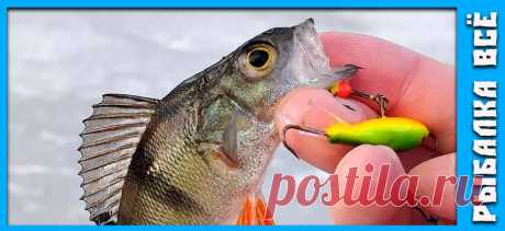 Ловля окуня на балансир зимой - fishing-all.ru Ловля окуня на балансир зимой, техника при ловли на балансир и зимние блесна. Ловля окуня по первому льду и последнему.