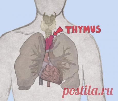 Как поддержать здоровье вилочковой железы
Ежедневно организм атакуют тысячи вирусов и бактерий. Если иммунитет не справляется с напором, человек часто и тяжело болеет, а простое ОРВИ протекает с серьезными осложнениями. Поэтому важно поддерживать защитные силы и стимулировать работу иммунной системы разными способами.          Основным органом, формирующим ваш иммунитет, является вилочковая...
Читай пост далее на сайте. Жми ⏫ссылку выше