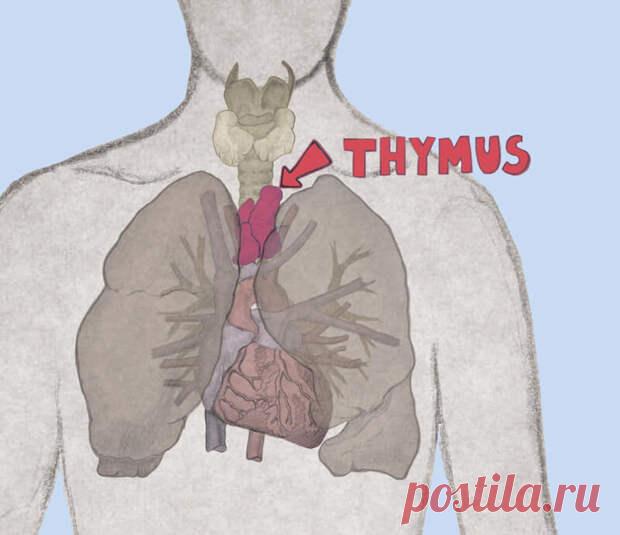 Как поддержать здоровье вилочковой железы
Ежедневно организм атакуют тысячи вирусов и бактерий. Если иммунитет не справляется с напором, человек часто и тяжело болеет, а простое ОРВИ протекает с серьезными осложнениями. Поэтому важно поддерживать защитные силы и стимулировать работу иммунной системы разными способами.          Основным органом, формирующим ваш иммунитет, является вилочковая...
Читай пост далее на сайте. Жми ⏫ссылку выше