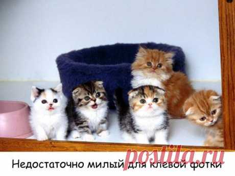 Смешные и забавные | Дай лапку