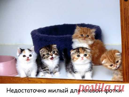 Смешные и забавные | Дай лапку