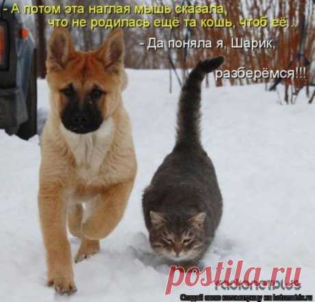 Мысли вслух