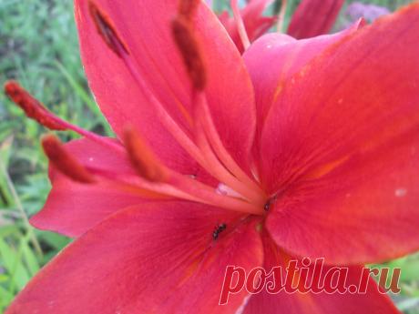 ...Любимых лилий хоровод...