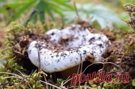 Груздь - царь грибов. Почему нужно кушать грузди | Сад и Огород | Яндекс Дзен