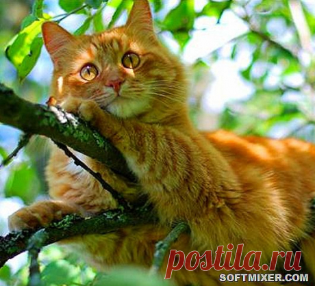 Рыжий кот - примета счастья.