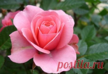 О чем может рассказать букет? » Женский Мир