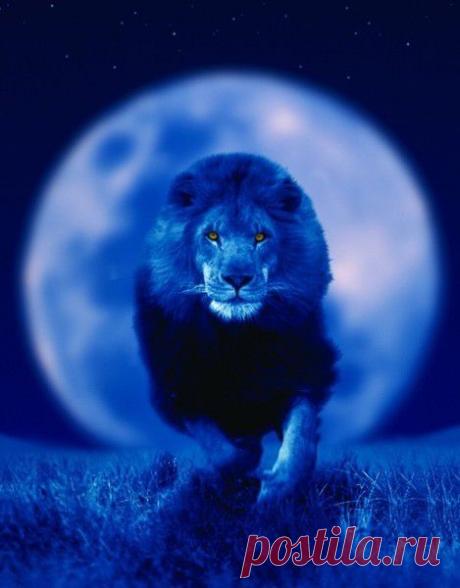 Фото Без названия. Альбом ЦАРЬ ЗВЕРЕЙ - 50 фото. Фотографии ⊰✿⊱ ОЛЬГА ⊰✿⊱.