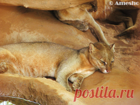 Музей исцеляющих кошек-Фото №13