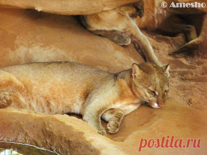 Музей исцеляющих кошек-Фото №13