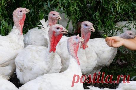 Секреты разведения индюков от нашего дедушки — Ботаничка.ru