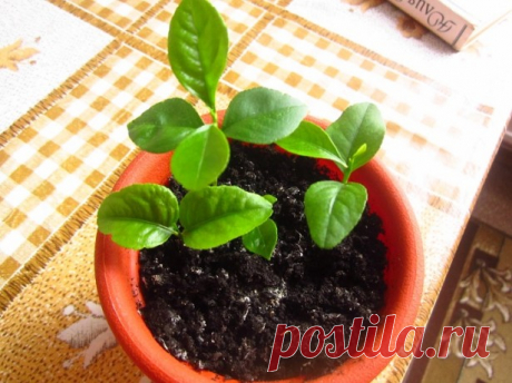 Пересадка лимона в домашних условиях – пошаговая инструкция