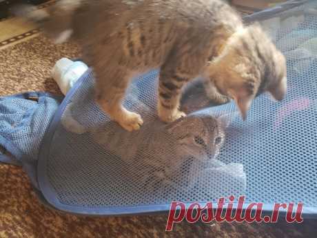 Эти котики очень любят троллить всех вокруг без стыда и совести