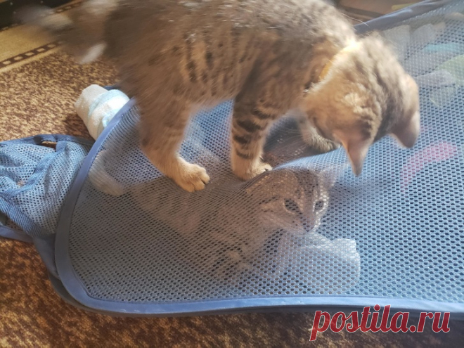 Эти котики очень любят троллить всех вокруг без стыда и совести