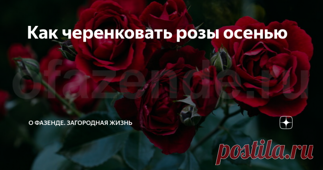 Как черенковать розы осенью Самым благоприятным периодом для размножения розы считается осень. Разобравшись в том, как черенковать розы осенью, провести данную несложную процедуру сможет даже начинающий садовод.