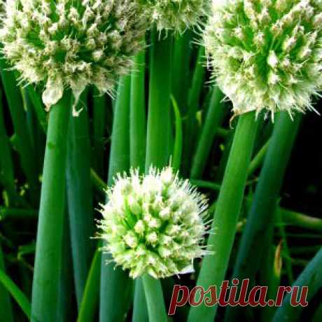 Сорта лука для выращивания зелени — 6 соток