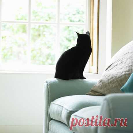 Easy Feng Shui: Decorate Your House with Color Black
