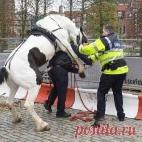 Денёк не задался...) - МирТесен