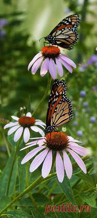Two Butterflies Print By Roni Chastain