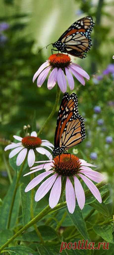 Two Butterflies Print By Roni Chastain