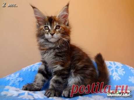 Ответы@Mail.Ru: Подскажите породу котёнка на фото!