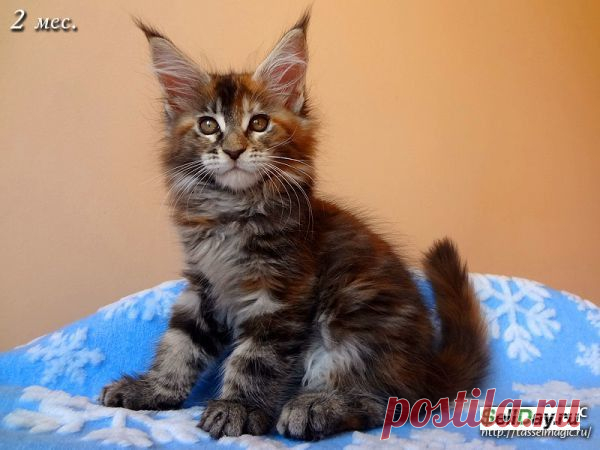 Ответы@Mail.Ru: Подскажите породу котёнка на фото!