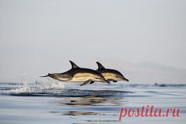 Галина Веселовская