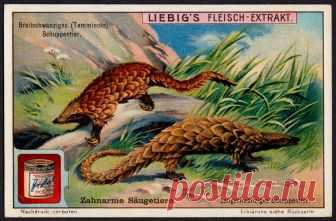 Liebig Tradecard S1095 - Pangolins Liebig's extract of meat  