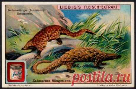 Liebig Tradecard S1095 - Pangolins Liebig's extract of meat  "Toothless Mammals" German issue, 1914