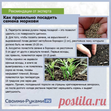 Как правильно посадить семена моркови