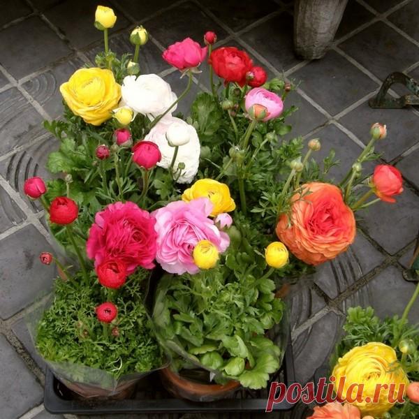 Ранункулюсы: посадка и уход в открытом грунте