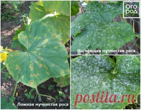 Как продлить плодоношение огурцов? | На грядке (Огород.ru)