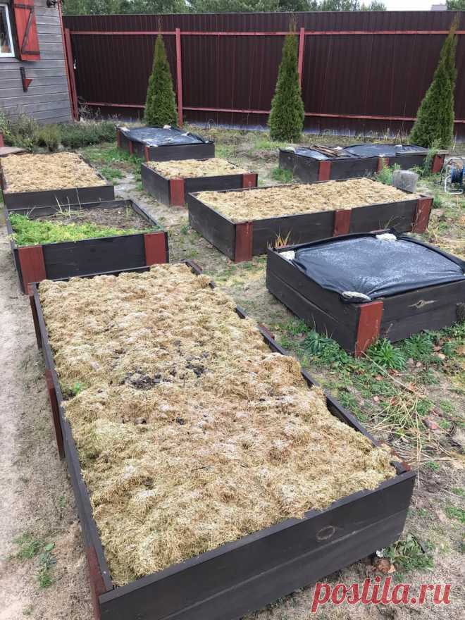 🌿 ВЕЛИКАЯ ШТУКА - МУЛЬЧА ! ЗЕМЛЯ ПЛОДОРОДНА - НЕ ХЛОПОЧА ! (личный опыт и 11 📷) | 