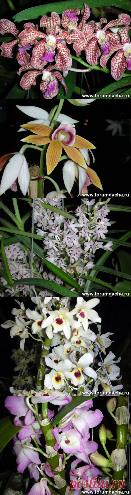 Фото орхидей. Фаленопсис, Ванда, Онцидиум, Дендробиум и ...
