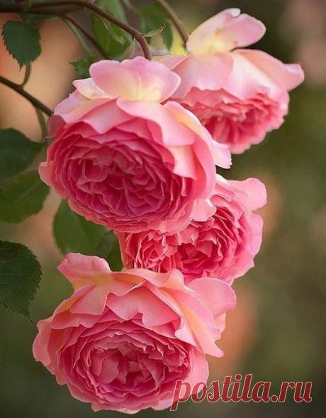 Вдохновение нежностью🌸