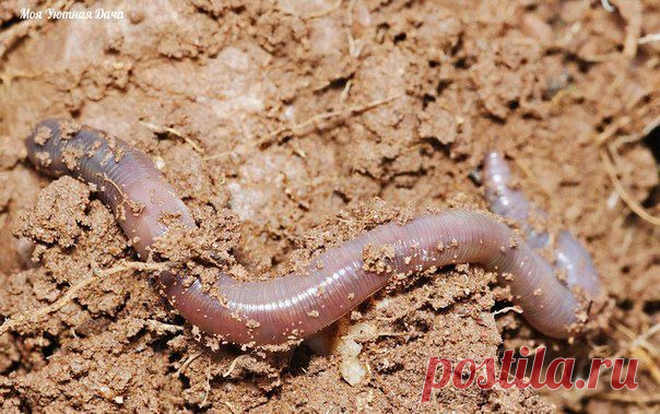 ДОЖДЕВЫЕ ЧЕРВИ - ПОМОЩНИКИ САДОВОДА