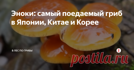 Эноки: самый поедаемый гриб в Японии, Китае и Корее Грибы эноки, также известные, как опенки зимние, родом из Восточной Азии. Необычные небольшие грибы, имеющие длинные тонкие ножки и маленькие шляпки, известны несколько сотен лет. Найдены они было на деревьях в Японии и использовались для приготовления супов, настоек и лекарственных отваров.